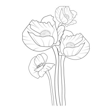 poppy coloring book, sketch, vector. outline illustration with flowers, line art seamless pattern background.