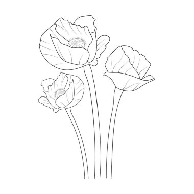 beautiful floral garden with poppy flowers. vector illustration.