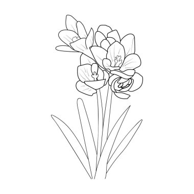 spring crocus flowers. vector illustration