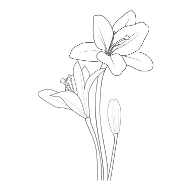 lily flower coloring pages, floral botanical, and spring botany. vector sketch illustration, vector art, the isolated image on white background clip art.