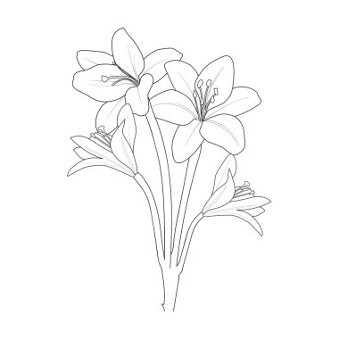 lily flower coloring pages, floral botanical, and spring botany. vector sketch illustration, vector art, the isolated image on white background clip art.