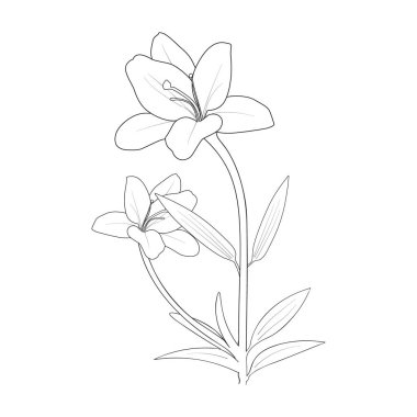 lily flower coloring pages, floral botanical, and spring botany. vector sketch illustration, vector art, the isolated image on white background clip art.