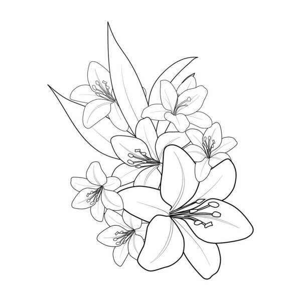 lily flower coloring pages, floral botanical, and spring botany. vector sketch illustration, vector art, the isolated image on white background clip art.