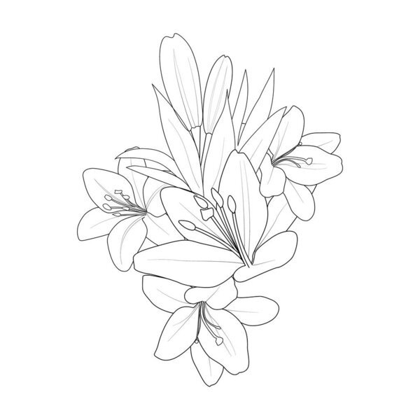 lily flower coloring pages, floral botanical, and spring botany. vector sketch illustration, vector art, the isolated image on white background clip art.