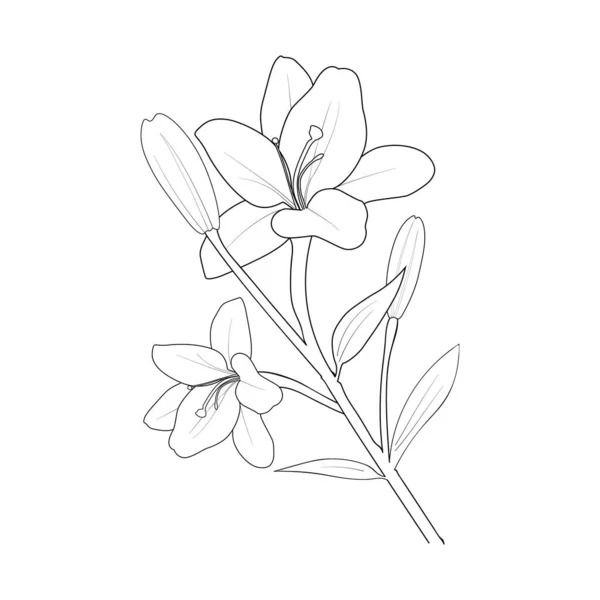 Lily Flower Coloring Pages Floral Botanical Spring Botany Vector Sketch — Vector de stock