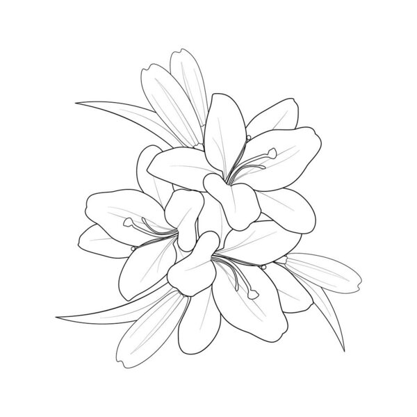 lily flower coloring pages, floral botanical, and spring botany. vector sketch illustration, vector art, the isolated image on white background clip art.