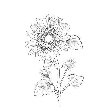 Bir buket ayçiçeği, tek renkli klasik el yapımı çizimi çiçek deseni. Çiçekler ve yapraklar. basılı renklendirme sayfaları için siyah ve beyaz oymalı mürekkep çizimi.
