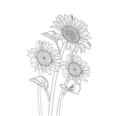 vector illustration of sunflower flower