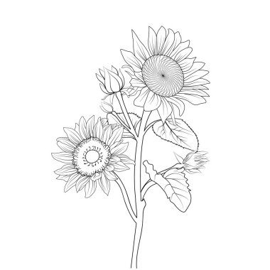 Flowers coloring book, Vector sketch of carnation flowers, Hand drew sunflower collection of botanical leaf bud illustration engraved ink art style.hand drawn sketch illustration of floral elements