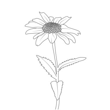 Daisy flower pencil art, Black and white outline vector coloring page and book for adults and children flowers clove-pink, with leaves hand drawn engraved ink illustration artistic design.