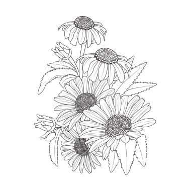 Daisy flower drawing, a branch of the botanical spring collection, ink illustration vector art of camomile bouquet, hand-drawn artistically, Zentangle tattoo, easy flower coloring pages, and book.