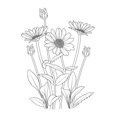 Daisy flower vector, elements summer collection, hand-painted chamomile flower coloring pages, vector sketch, pencil art, vintage floral design wildflowers with coloring book for adults.