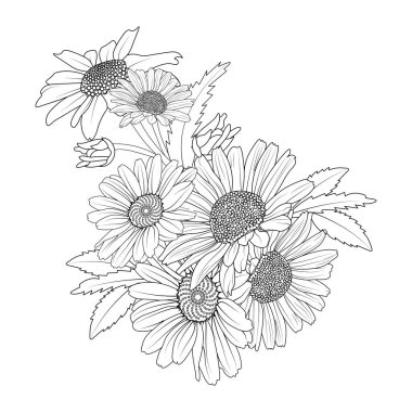 Daisy flower coloring book hand drawn botanical spring elements chamomile bouquet of gerbera daisy, flower coloring pages for adults.
