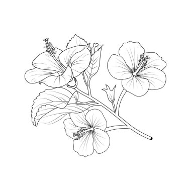 Bouquet of hibiscus flower hand drawn pencil sketch coloring page and book for adults isolated on white background floral element tattooing, illustration ink art of Sharon flower.