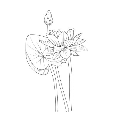 illustration sketch of hand-drawn lotus flowers isolated on white. spring flower and ink art style, botanical garden, vector illustration of flower Egyptian lotus coloring pages.