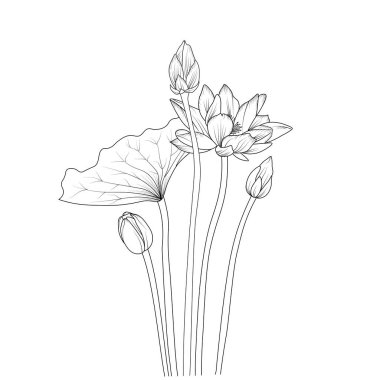 Sketch of outline lotus flower coloring book hand drawn vector illustration artistically engraved ink art blossom flowers Egyptian lotus isolated on white background clip art. beautiful botanical garden illustration vector.
