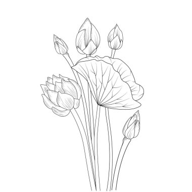 Blossom lotus flowers and branch vector illustration. hand Drawing vector illustration for the coloring book or page Black and white engraved ink art, for kids or adults. vector illustration with sketch flowers on white background.