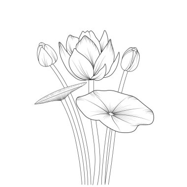 Lotus flower drawing, vector sketch hand drew illustration artistic, simplicity, coloring page isolated on white background. vector illustration of a beautiful botanical background