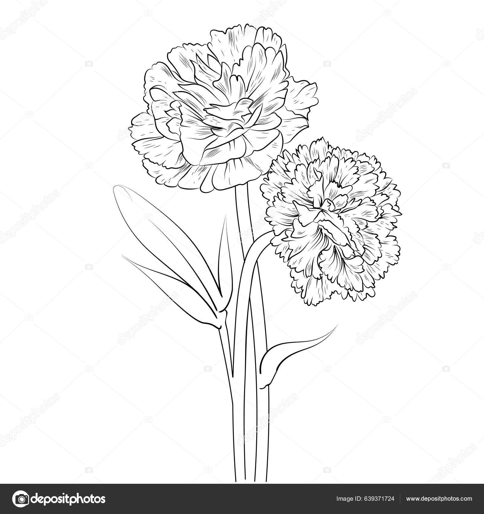 Carnation Flower Botanical Illustration Beautiful Botanical Flower Hand  Draw Gillyflower Stock Vector by ©saminaakter 639371724, image size:1600x1700