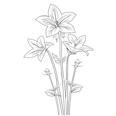 Silhouettes of bellflowers from simple lines on a white background design for logo flyer brand book, coloring pages, tropical bellflower.