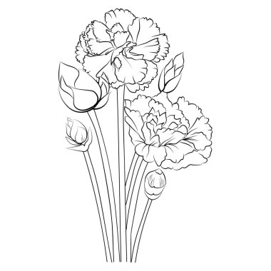Carnation vector art, monochrome floral pattern. ink vector illustration hand drew pencil sketch, a branch of botanical collection simplicity, artistic, coloring book for children and adults.