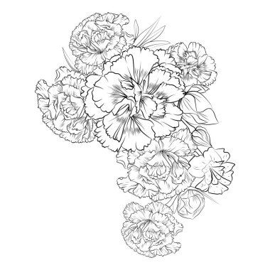 Carnation flower vector illustration of a beautiful flower bouquet, a hand-drawn coloring book of artistic, blossom flowers carnations engraved ink art tattoo design.