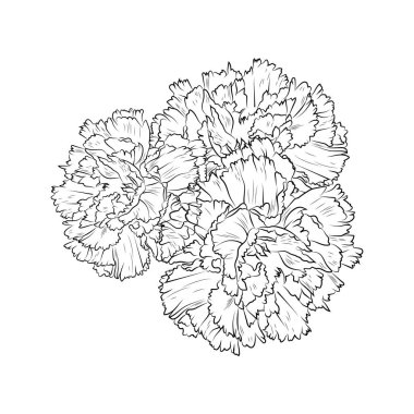 Coloring pages for adults, hand drawing flower sketch art of carnation blossom Sharon flower line art vector illustration, floral garden for beautiful design. carnations, carnation flowers, carnation vector, carnation isolated, carnation vector art,