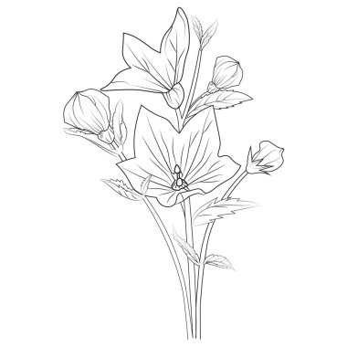 Sürünen çan çiçeği çizimi, Sketch Virginia BlueBell çizimi, BlueBell çizimi, siyah beyaz çiçek vektör çizimi. Bahar şakayığı çiçekleri, kolay çiçek boyama sayfaları, sevimli çiçek boyama sayfaları, yetişkinler için çiçek boyama sayfası.,