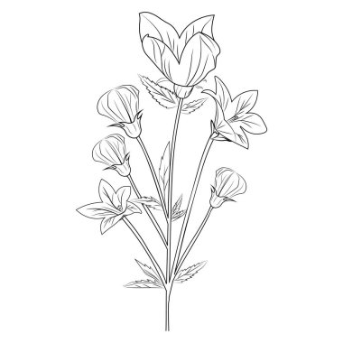 Bir bitkinin vektör çizimi, sürünen çan çiçeği çizimi, Sketch Virginia çan çiçekleri çizimi, çocuklar için çan çiçekleri boyama kitabı elle çizilmiş bitkiler, çiçek demeti çizimi, çiçek kümesi..