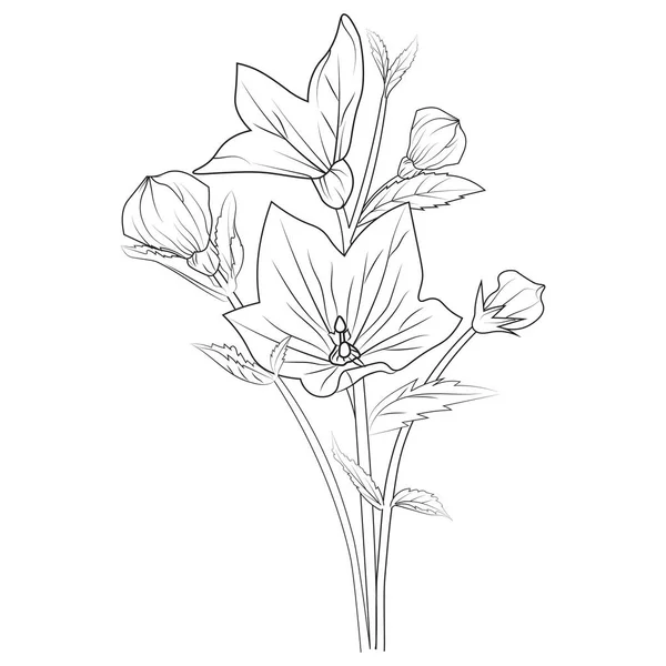 忍び寄るベルフラワー図面 スケッチバージニアブルーベル図面 ブルーベルライン図面 黒と白の花ベクトル図 春の牡丹の花 簡単な花の着色ページ かわいい花の着色ページ 大人のための花の着色ページ — ストックベクタ