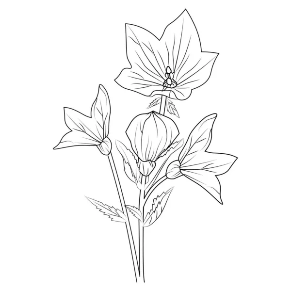 Kriechende Glockenblumenzeichnung Skizze Virginia Bluebell Zeichnung Bluebell Linienzeichnung Schwarz Weiße — Stockvektor