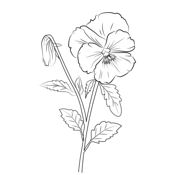 Pansy Λουλούδι Σχέδιο Πανσές Λουλούδι Διάνυσμα Τέχνης Χλωμό Μπλε Πανσές — Διανυσματικό Αρχείο