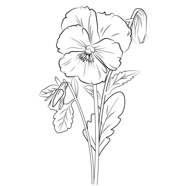 Pansy Λουλούδι Σχέδιο Πανσές Λουλούδι Διάνυσμα Τέχνης Χλωμό Μπλε Πανσές — Διανυσματικό Αρχείο