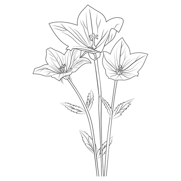 簡単な黄色の鐘の花の図面 中国の鐘の花の図面 花のベクトル図 水仙の花のベクトルスケッチ 鐘の花と葉の花束と美しい花のベクトルイラスト — ストックベクタ