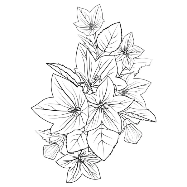 Skizzieren Glockenblumenzeichnung Illustration Glockenblume Zeichnung Vektorillustration Von Schönen Botanischen Gartenblumen — Stockvektor