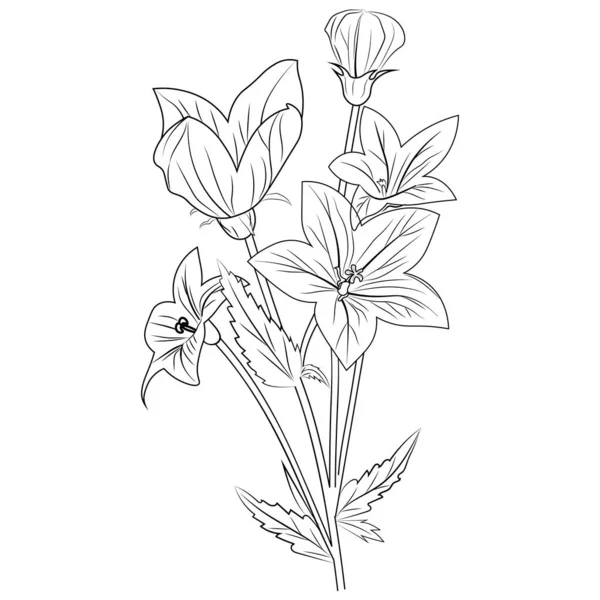 Virág Fürt Rajz Vektor Illusztráció Gyönyörű Botanikus Kerti Virágok Bluebell — Stock Vector