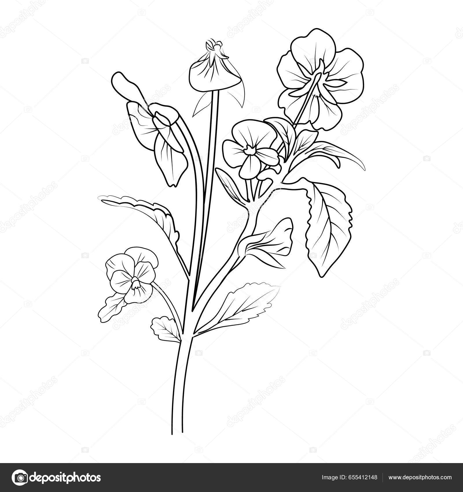 Vector Illustration Beautiful Flowers Black White Flower Isolated  Background Pansy Stock Vector by ©saminaakter 655412148, image size:1600x1700