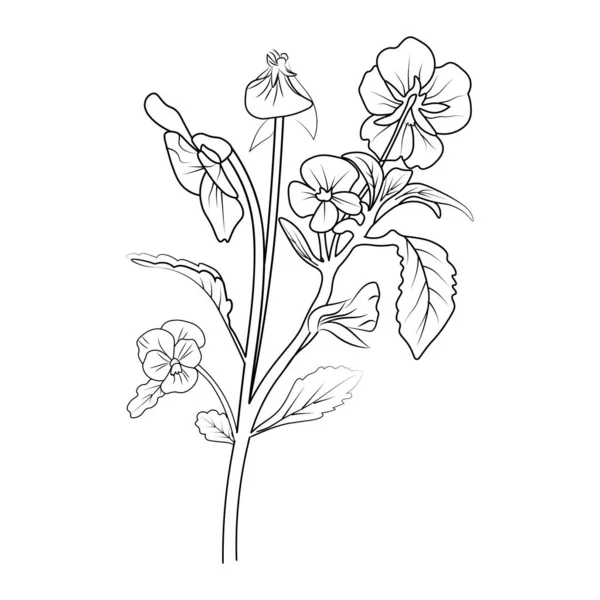 Διανυσματική Απεικόνιση Όμορφων Λουλουδιών Ένα Ασπρόμαυρο Λουλούδι Απομονωμένο Φόντο Πανσές — Διανυσματικό Αρχείο