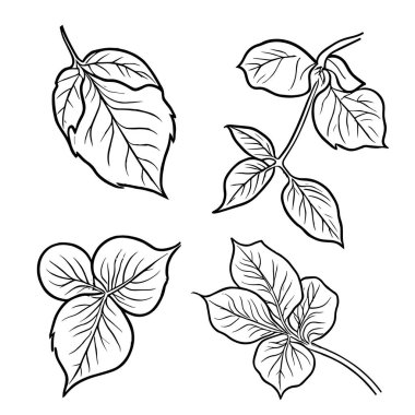 Kalem botanik çizimleri, botanik yaprak vektörü, bitkisel yaprak çizgileri, yaprak çizimleri, yaprak çizimleri, yaprak çizimleri, sanat yaprağı tasarımı. Klasik botanik çizimler, bilimsel botanik çizimler., 