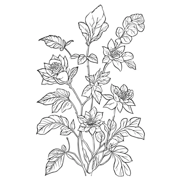 Dessin Botanique Crayon Vecteur Botanique Feuilles Art Botanique Ligne Feuille — Image vectorielle
