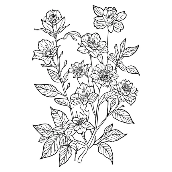 Kalem Botanik Çizimleri Botanik Yaprak Vektörü Bitkisel Yaprak Çizgileri Yaprak — Stok Vektör