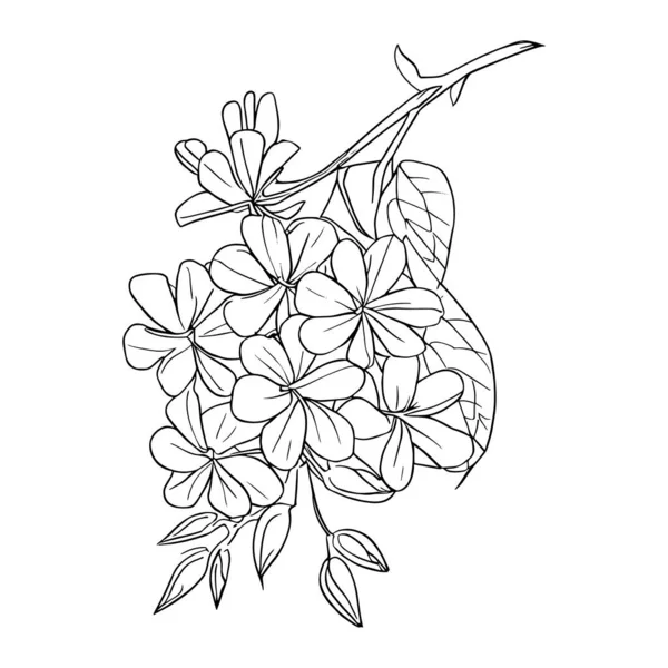 Desenhos Botânicos Lápis Vetor Folha Botânica Arte Linha Folha Botânica — Vetor de Stock