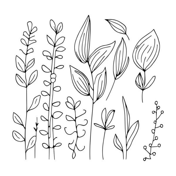 Рисунок Ботанической Линии Рисунок Ботанической Линии Простой Рисунок Ботанической Линии — стоковый вектор