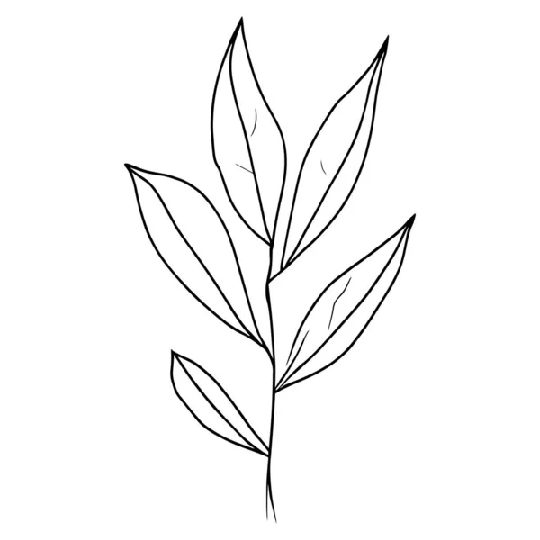 Vinobraní Botanická Kresba Botanická Ilustrace Botanická Kresba Čáry Jednoduchá Botanická — Stockový vektor