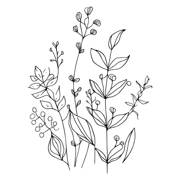식물학적 선그리기 빈티지 식물학적 페이지 식물학적 식물학적 흰색의 식물학적 나뭇잎그리기 — 스톡 벡터