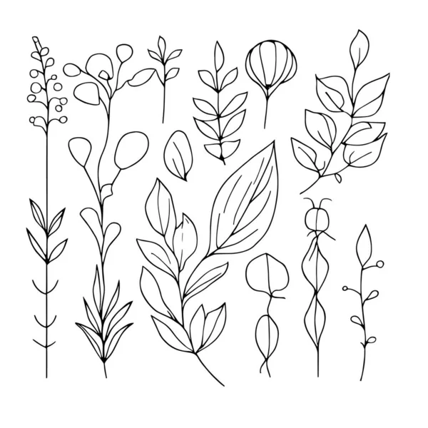 Botanical Element Botanical Line Drawing Vintage Botanical Coloring Pages Botanical — Stock Vector