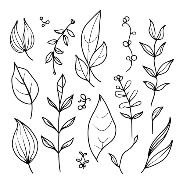 植物要素 植物線画 ヴィンテージ植物着色ページ 植物要素 植物の花のイラスト 植物イラスト黒と白 植物線画の葉 — ストックベクタ