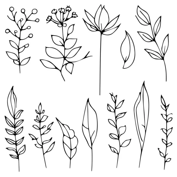 植物要素 植物線画 ヴィンテージ植物着色ページ 植物要素 手描きの植物 植物の植物のイラストセット — ストックベクタ