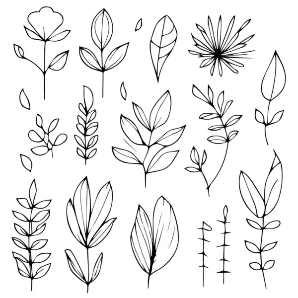 一套手工绘制的花朵 简单的植物学线条绘图 简单的植物学花卉绘图 以及简单的植物学涂鸦 美学花卉涂鸦 植物学绘图 花卉植物学绘图 — 图库矢量图片