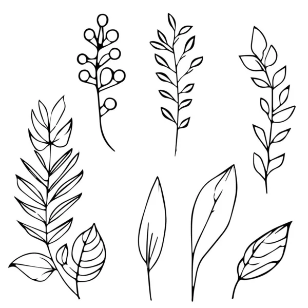Doodle Növények Levelek Botanikai Illusztráció Fekete Fehér Botanikai Vonal Rajz — Stock Vector